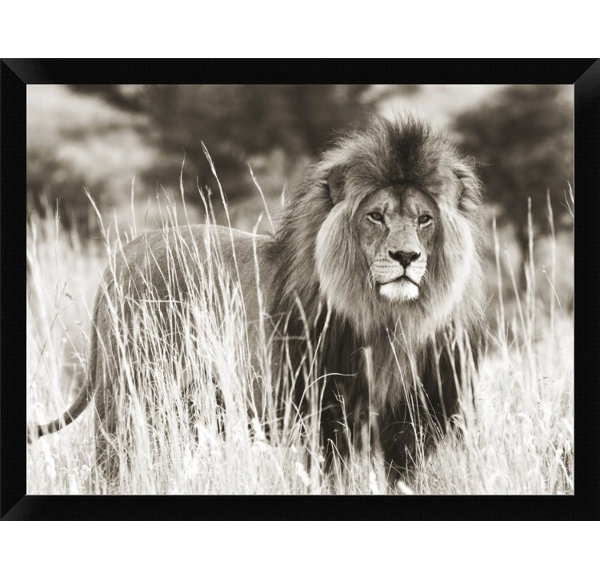 East Urban Home Male Lion Picture Frame Photograph Wayfair